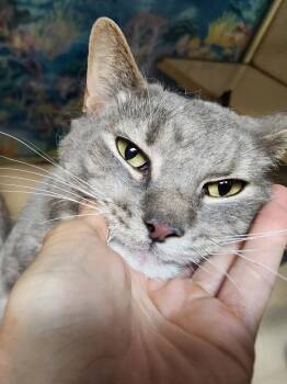 Finn -  Domestic Short Hair Cat for Adoption in Estes Park, Colorado - Finn | PetCurious