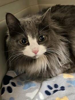 ALICE -  Domestic Long Hair Cat for Adoption in Clyde, North Carolina - ALICE | PetCurious