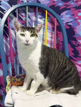 Domestic Short Hair Cats Available for Adoption in Colorado Springs, Colorado - Titanus | PetCurious