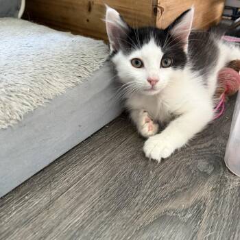 Kramer -  Domestic Short Hair Cat for Adoption in Wappingers Falls, New York - Kramer | PetCurious