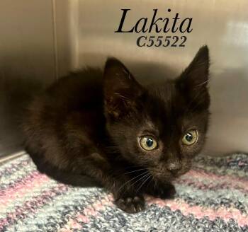 Lakita -  Domestic Short Hair Cat for Adoption in Clarksville, Tennessee - Lakita | PetCurious