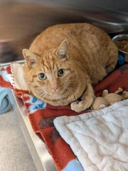 Domestic Short Hair Cats Available for Adoption in Chambersburg, Pennsylvania - Fir | PetCurious