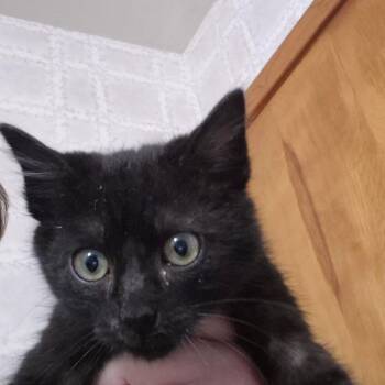 Domestic Short Hair Cats Available for Adoption - Puck | PetCurious