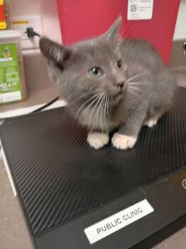 Loffel -  Domestic Short Hair Cat for Adoption in Atlanta, Georgia - Loffel | PetCurious
