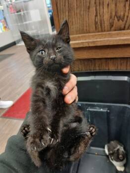 Rescue Domestic Short Hair Cats for Adoption in Hot Springs, Arkansas - Mannie | PetCurious