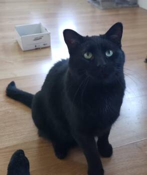 Truffle bonded with Arthur -  Domestic Medium Hair Cat for Adoption in Pickering, Ontario - Truffle Bonded With Arthur | PetCurious