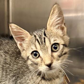 Nickson -  Domestic Short Hair Cat for Adoption in Palm Springs, California - Nickson | PetCurious