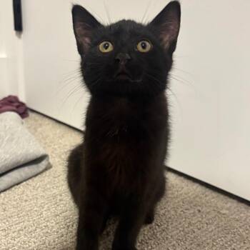 Pricillo -  Domestic Short Hair Cat for Adoption in Victoria, British Columbia - Pricillo | PetCurious