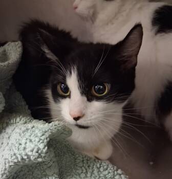 Rescue Domestic Short Hair Cats for Adoption in Tulare, California - Pippa | PetCurious