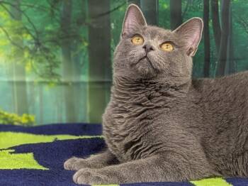 Rescue Domestic Short Hair and Russian Blue Cats for Adoption in Republic, Washington - Susu | PetCurious