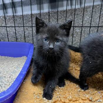Domestic Short Hair Cats Available for Adoption in Detroit Lakes, Minnesota - Morel | PetCurious