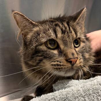 Domestic Medium Hair Cats Available for Adoption - Kitty | PetCurious