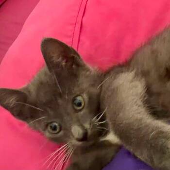 Melody -  Domestic Short Hair Cat for Adoption in San Antonio, Texas - Melody | PetCurious