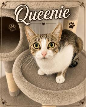 Queenie (MA) -  Domestic Short Hair Cat for Adoption - Queenie (MA) | PetCurious