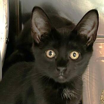Germany -  Domestic Short Hair Cat for Adoption in North Myrtle Beach, South Carolina - Germany | PetCurious