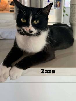 Domestic Short Hair Cats Available for Adoption in Shrewsbury, Massachusetts - Zazu | PetCurious
