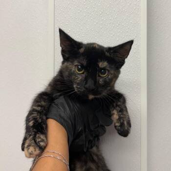 casey -  Domestic Short Hair Cat for Adoption in Abilene, Texas - Casey | PetCurious
