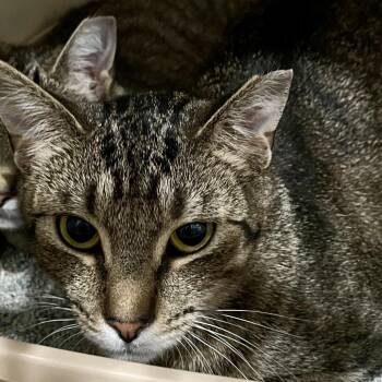 Jakey -  Domestic Short Hair Cat for Adoption in Fairmont, West Virginia - Jakey | PetCurious
