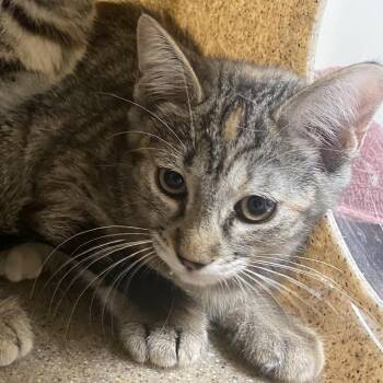 Root Beer -  Domestic Short Hair Cat for Adoption in Reno, Nevada - Root Beer | PetCurious