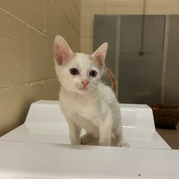 Rescue Domestic Short Hair Cats for Adoption in Los Angeles, California - Dillydally | PetCurious