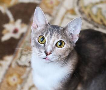 Rescue Dilute Tortoiseshell and Torbie Cats for Adoption in Chattanooga, Tennessee - Morrigan | PetCurious