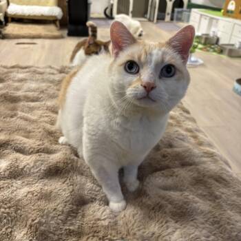 Mango -  Domestic Short Hair Cat for Adoption in Ottawa, Ontario - Mango | PetCurious
