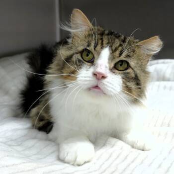 Chipmunk -  Domestic Short Hair Cat for Adoption in Michigan City, Indiana - Chipmunk | PetCurious