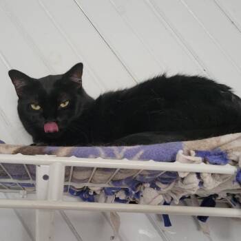 Dannah -  Domestic Short Hair Cat for Adoption in Portage, Michigan - Dannah | PetCurious