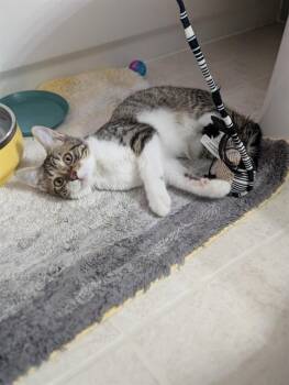 BOOTS -  Domestic Short Hair Cat for Adoption in Aurora, Colorado - BOOTS | PetCurious