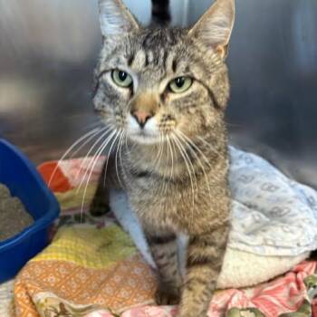 Moose -  Tabby Cat for Adoption in Little Falls, Minnesota - Moose | PetCurious