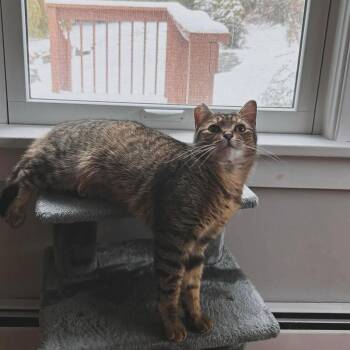 Rescue Domestic Short Hair Cats for Adoption in Manchester, Connecticut - Bonnie | PetCurious