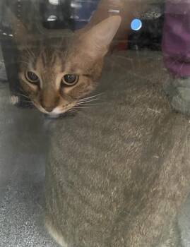 POCHI -  Domestic Short Hair Cat for Adoption in Dallas, Texas - POCHI | PetCurious
