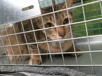 Domestic Short Hair Cats Available for Adoption in Houston, Texas - A2070242 | PetCurious