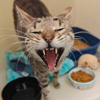 Jarvis -  Domestic Short Hair Cat for Adoption in Cumming, Georgia - Jarvis | PetCurious