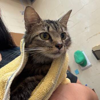 Teo -  Domestic Short Hair Cat for Adoption in Birmingham, Alabama - Teo | PetCurious