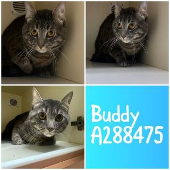 Domestic Short Hair Cats Available for Adoption in Macon, Georgia - BUDDY | PetCurious