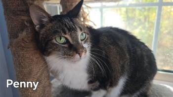 Rescue Tabby Cats for Adoption in Fort Erie, Ontario - Penny | PetCurious