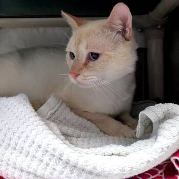 Reggie -  Domestic Short Hair Cat for Adoption in Hendersonville, North Carolina - Reggie | PetCurious