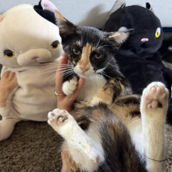 Maki -  Domestic Short Hair Cat for Adoption in Costa Mesa, California - Maki | PetCurious
