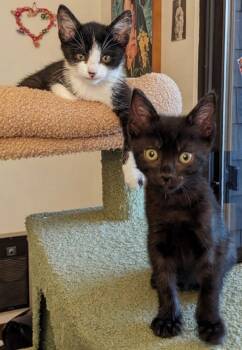 Cosmo -  Domestic Short Hair Cat for Adoption in Novato, California - Cosmo | PetCurious