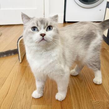 Callisto -  Scottish Fold and British Shorthair Cat for Adoption - Callisto | PetCurious