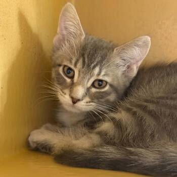 Wendigo -  Domestic Short Hair Cat for Adoption in Martinsville, Indiana - Wendigo | PetCurious