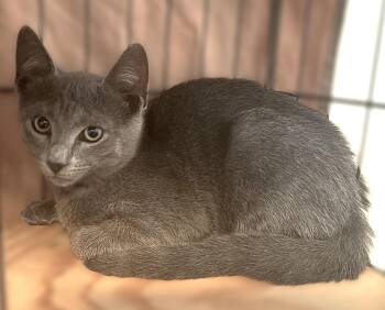 Russian Blue and Domestic Short Hair Cats Available for Adoption - Laredo | PetCurious