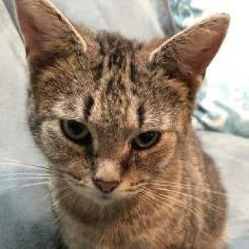 Ella -  Domestic Short Hair and Mixed Breed Cat for Adoption in Chicago, Illinois - Ella | PetCurious
