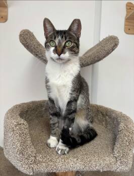 Rescue Domestic Short Hair Cats for Adoption in Wabash, Indiana - Betty | PetCurious