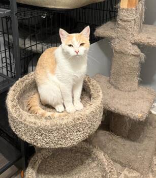 CLOVER -  Domestic Short Hair Cat for Adoption in Irmo, South Carolina - CLOVER | PetCurious