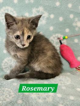 Rosemary -  Domestic Short Hair Cat for Adoption in Manchester, Tennessee - Rosemary | PetCurious