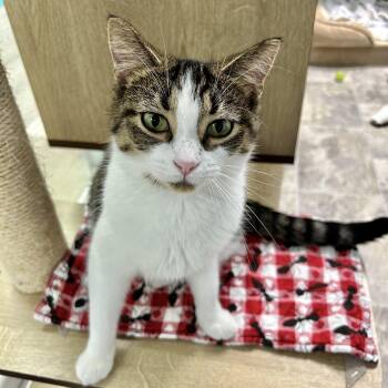 Minnow -  Tabby Cat for Adoption in Grand Rapids, Michigan - Minnow | PetCurious