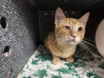 PUMPKIN -  Domestic Short Hair Cat for Adoption in Colorado Springs, Colorado - PUMPKIN | PetCurious