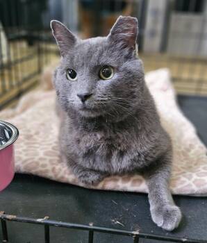 Rescue Domestic Short Hair Cats for Adoption in Martinsville, Indiana - Jack Jack | PetCurious